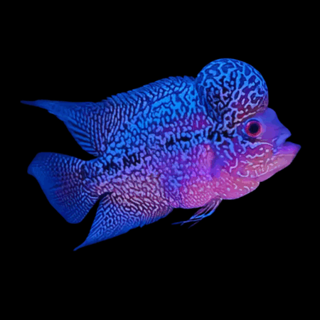 Full Pearl Vietnamese Blue Flowerhorn Grade A 12cm Male