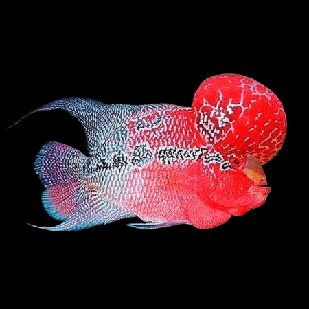 Full Pearl Vietnamese Flowerhorn Grade A 12cm Male