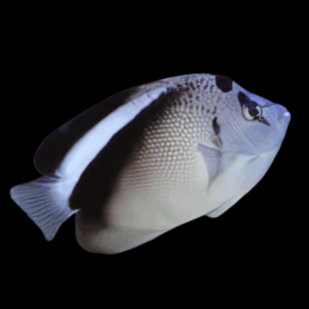 Griffis Angelfish Apolemichthys Griffisi