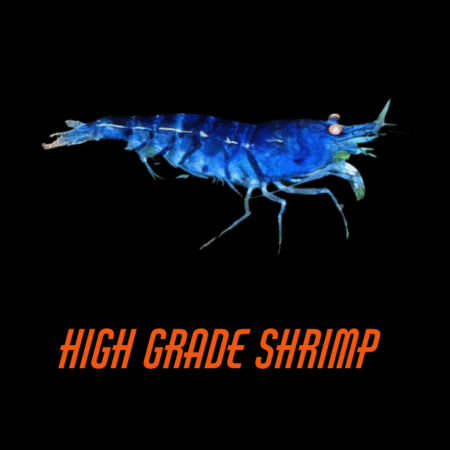 High Grade Shrimp