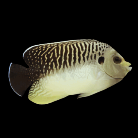Kingi Angelfish Apolemichthys Kingi