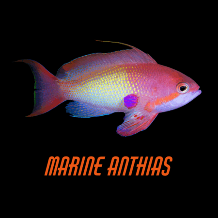 Marine Anthias