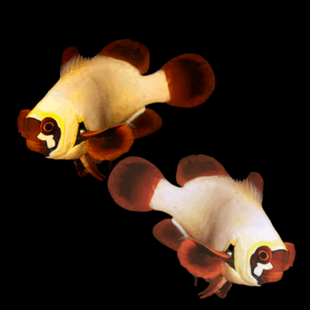 Maroon Golden Nugget Clownfish Amphiprion Ocellaris Pair