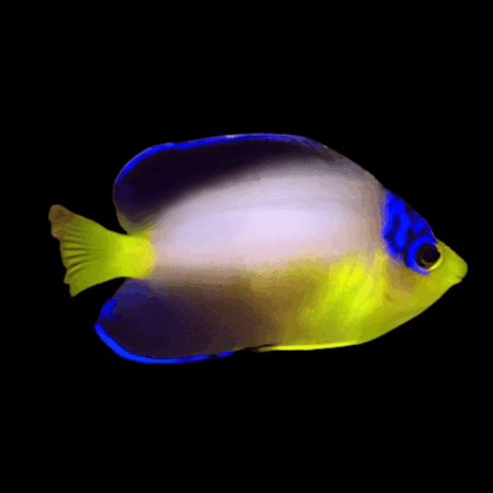 Multicolour Dwarf Angelfish Centropyge Multicolor