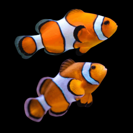 Ocellaris Common Clownfish Amphiprion Ocellaris Pair