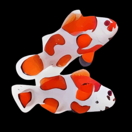 Orange Storm Clownfish Amphiprion Ocellaris Pair