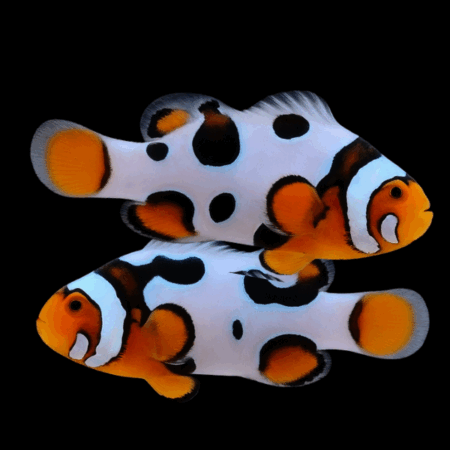 Picasso Percula Clownfish Amphiprion Percula Pair