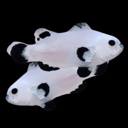 Plasma Storm Clownfish Amphiprion Ocellaris Pair