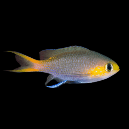 Pygmy Chromis Chromis Acares