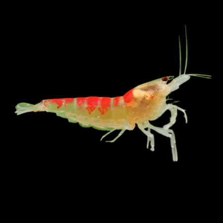 10 x Golden Dragon Crystal High Grade Shrimp Caridina Sp 2cm