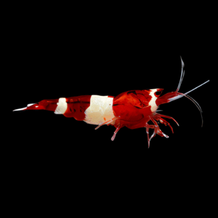 A1 High Grade Shrimp 10 x Red King Kong High Grade Shrimp Caridina Sp 2cm - Auction