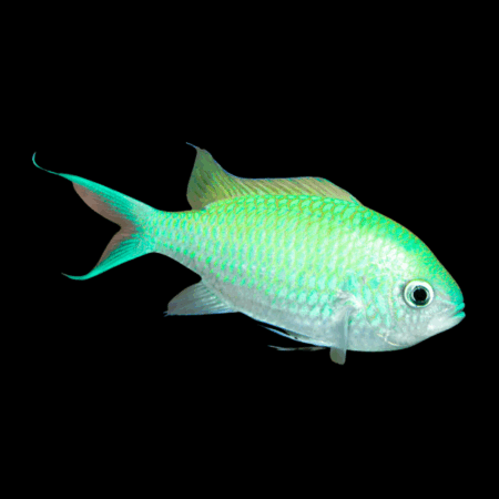Red Sea Green Chromis Chromis Viridis