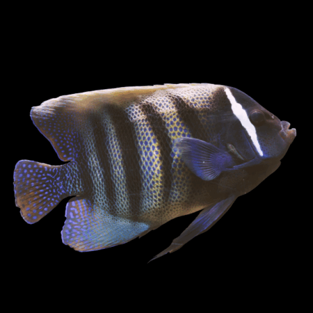 Six Bar Angelfish Pomacanthus Sexstriatus