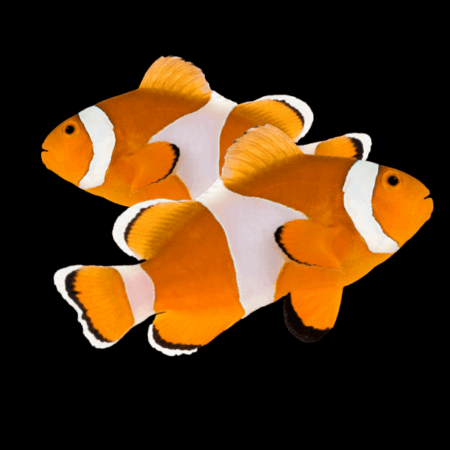 Tangerine Common Clownfish Amphiprion Ocellaris Pair