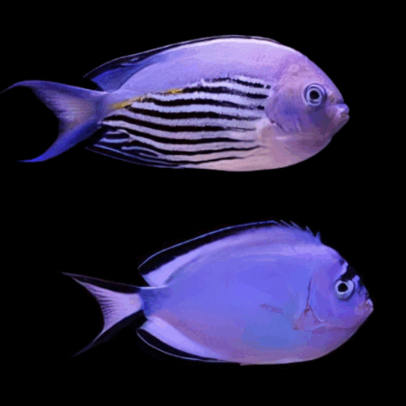Pair Watanabei Angelfish Genicanthus Watanabei
