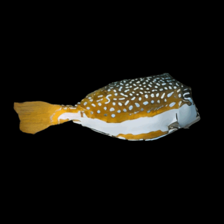 Whitleyi Hawaiian Female Boxfish Ostracion Whitleyi