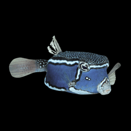 Whitleyi Hawaiian Male Boxfish Ostracion Whitleyi