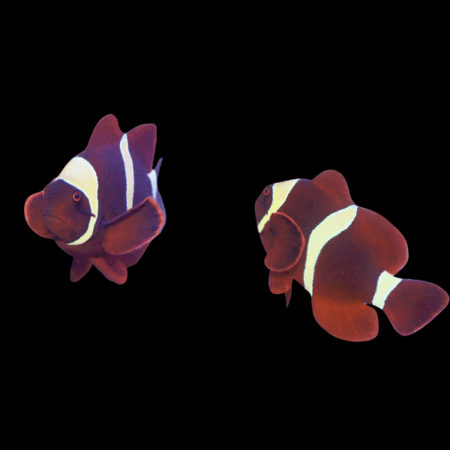 Yellow Band Maroon Clownfish Premnas Biaculeatus Pair