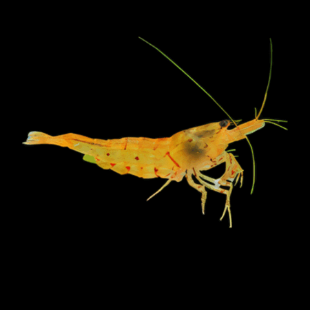 10 x Orange Tiger High Grade Shrimp Caridinia Sp 2cm