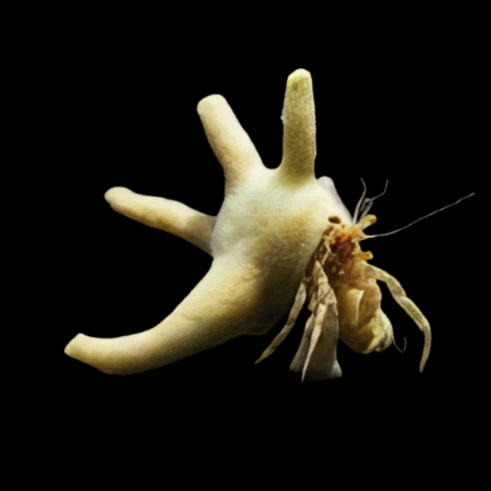 Antler Crab Manucomplanus Varians
