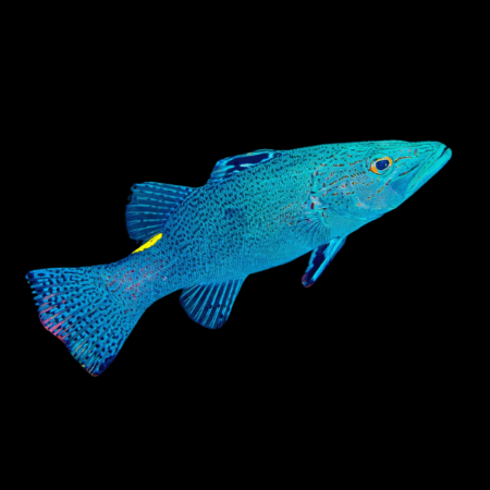 Arrow Grouper Belanoperca Chabanaudi