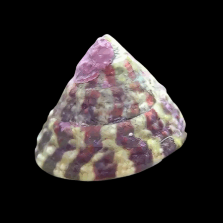 Banded Trochus Snail Trochus Histrio