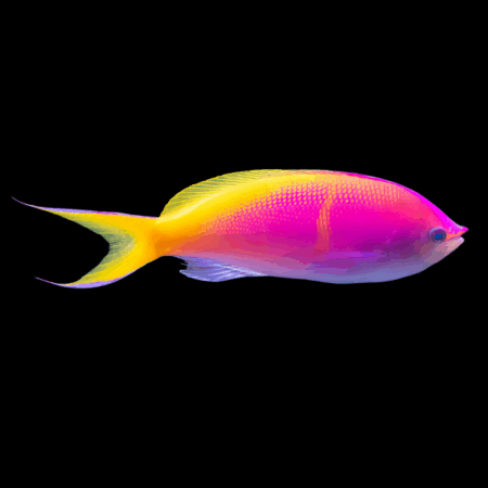 Bartlett's Anthias Pseudanthias Bartlettorum