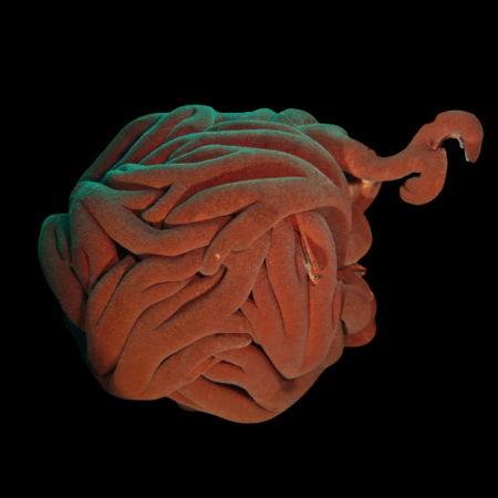 Basket Starfish Astroboa Ernae