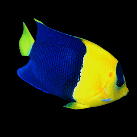 Bicolor Dwarf Angelfish Centropyge Bicolor
