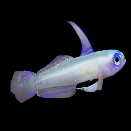 Blue Eye Nano Goby Tryssogobius Colini