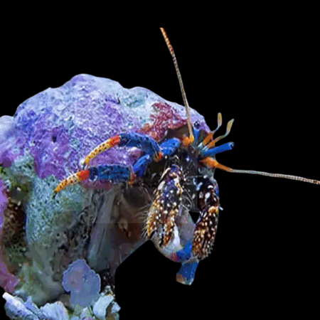 Blue Eyed Hermit Crab Clibanarius Tricolor