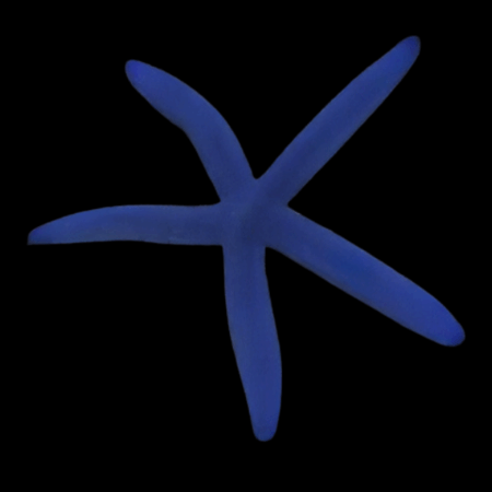 Blue Finger Starfish Linckia Laevigata