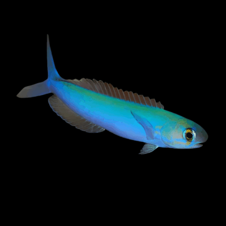 Blue Flash Tile Goby Hoplolatilus Fronticinctus