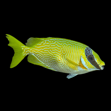 Blue Scrawled Rabbit Fish Siganus Puellus