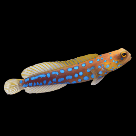 Blue Spotted Jawfish Opistognathus Rosenblatti