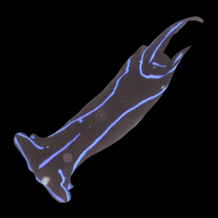 Blue Velvet Nudibranch Chelidonura Varians