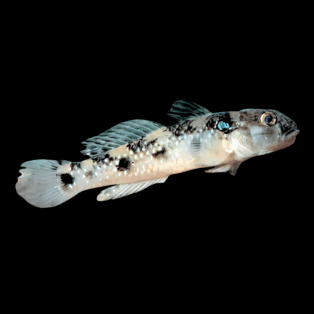 Bulldog Goby Acentrogobius Caninus