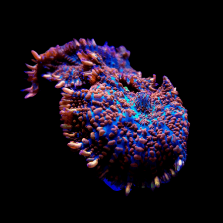 Bullseye Rock Mushroom Fungiidae Coral Coloured Rhodactis Sp