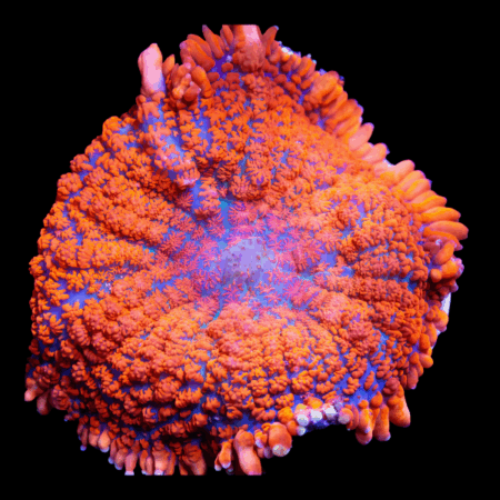 Bullseye Rock Mushroom Fungiidae Coral Orange Rhodactis Sp