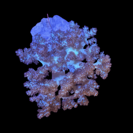 Bush Soft Coral Asparagus Capnella Sp