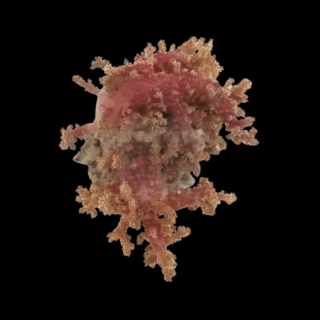 Bush Soft Coral Red Neospongodes Sp