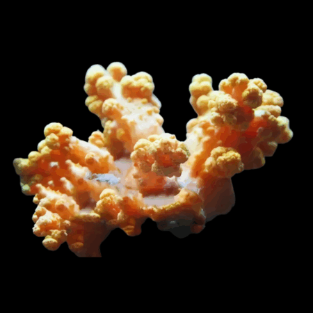 Bush Soft Coral Vasaline Litophyton Sp