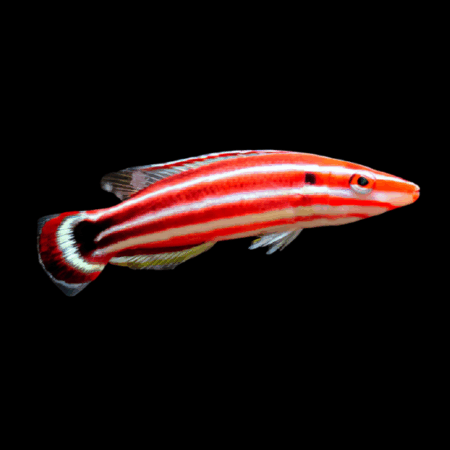 Candy Cane Hog Fish Bodianus Sepiacaudus