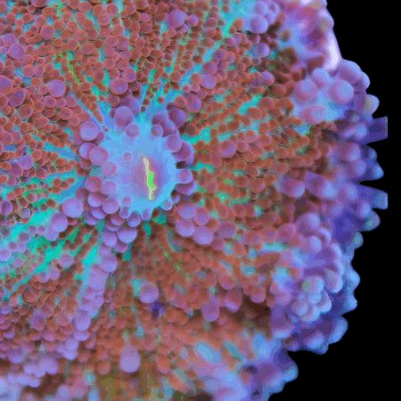Caribbean Ricordea Coloured Mushroom Fungiidae Coral Ricordea Yuma