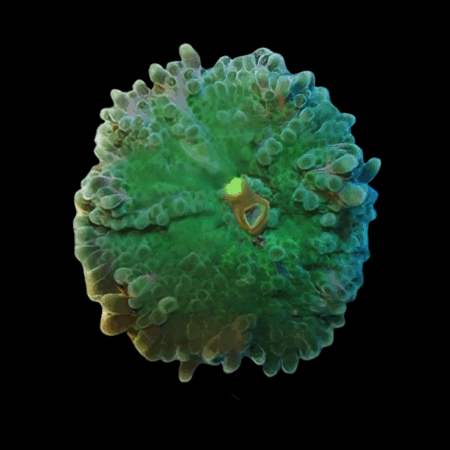 Caribbean Ricordea Green Mushroom Fungiidae Coral Ricordea Yuma
