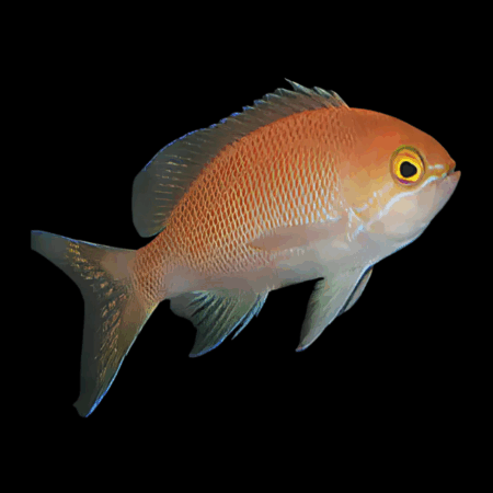 Carlson Anthias Pseudanthias Carlsoni