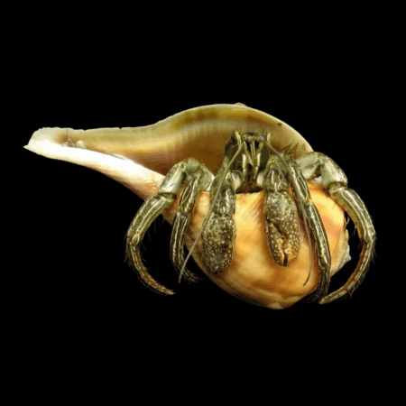 Common Hermit Crab Clibanarius Sp
