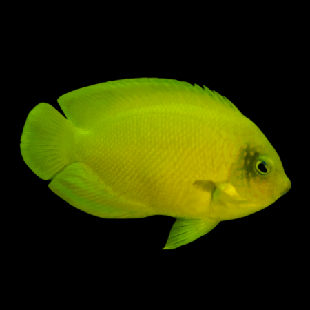 Coral Sea Yellow Dwarf Angelfish Centropyge Heraldi