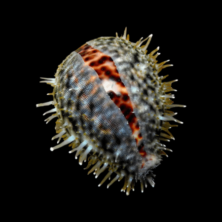 Cowrie Tiger Snail Cypraea Tigris