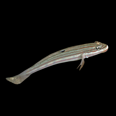 Crosshatch Goby Valenciennea Muralis